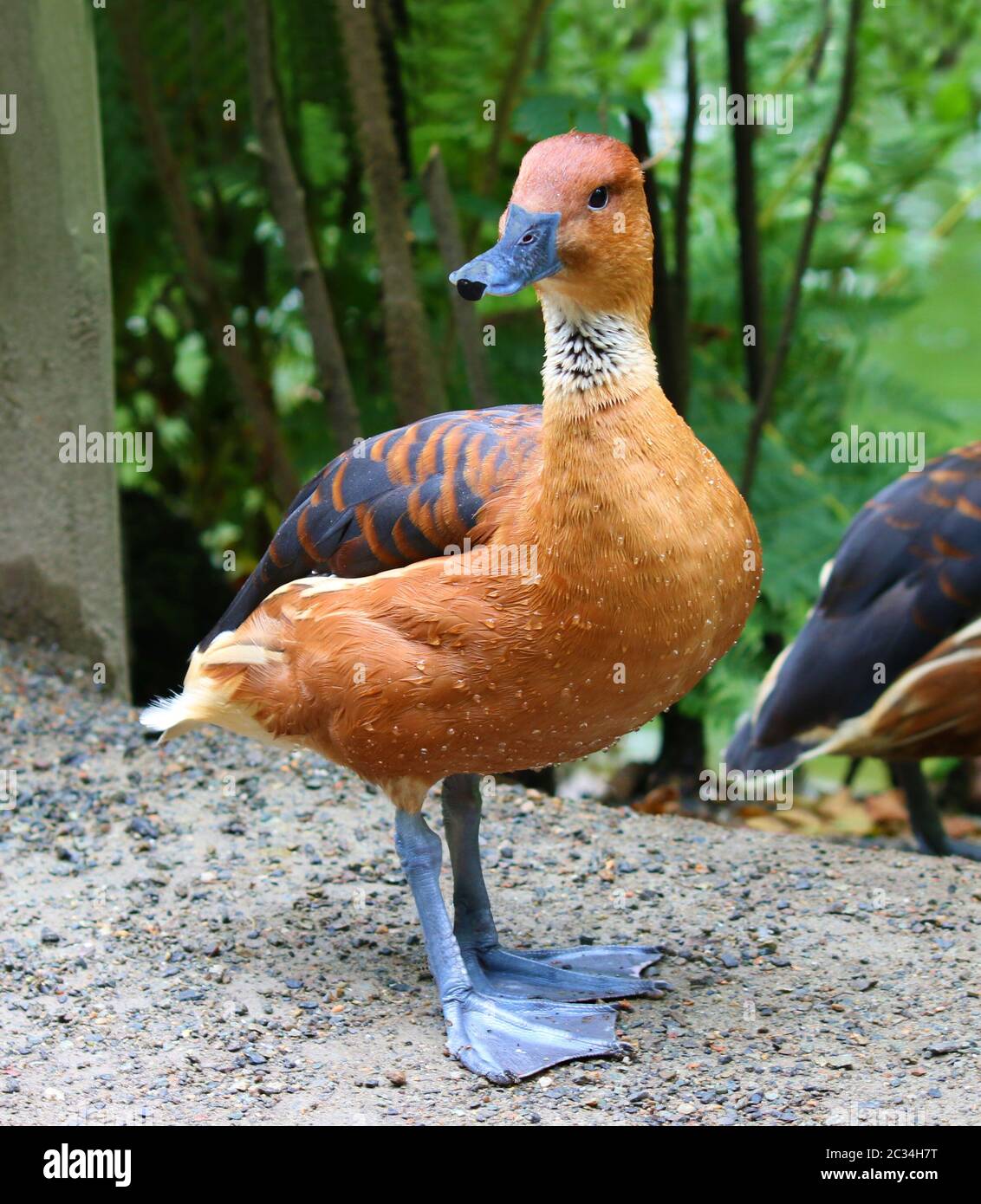 Fulvous Pfeifente Dendrocygna bicolor Pfeifente Baum Enten Stockfoto