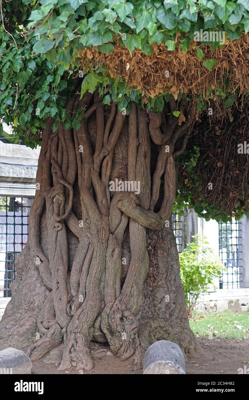 Großer alter Baum in Istanbul Stockfoto