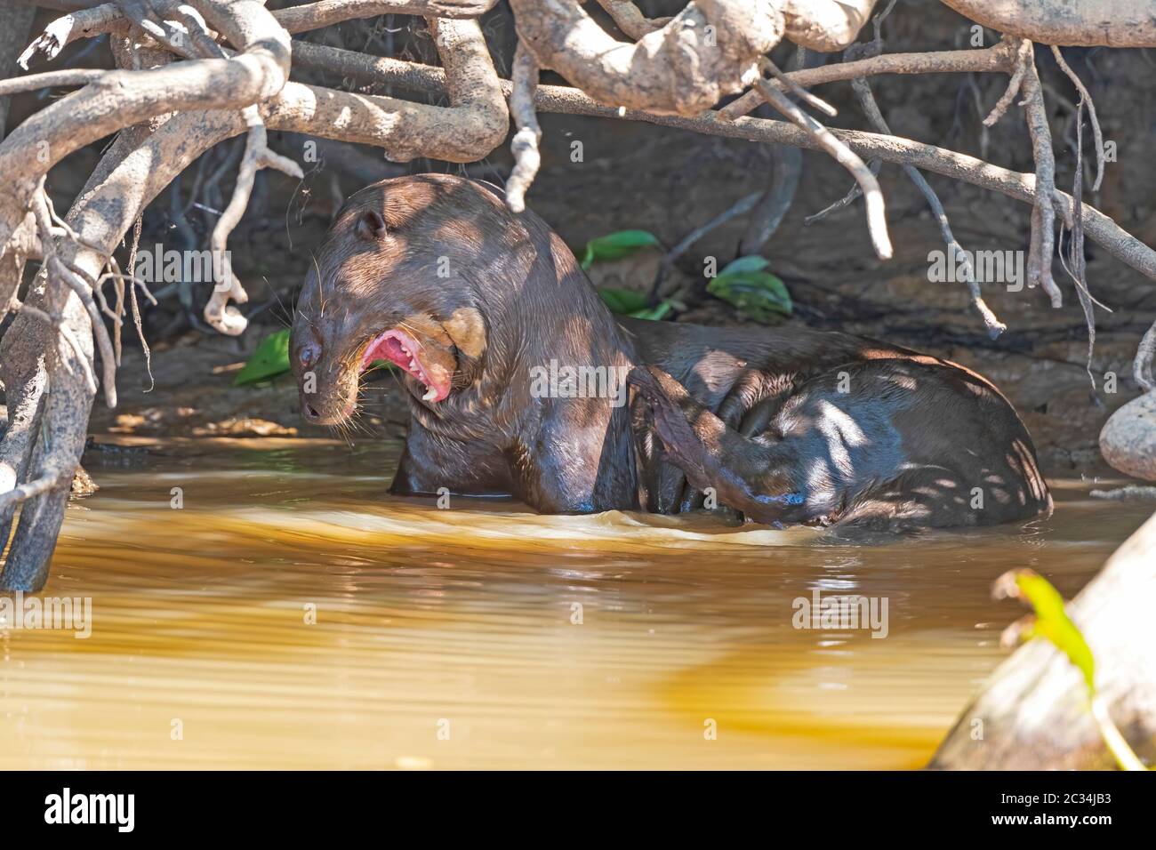 Riesenflussotter auf einem abgelegenen Flussufer im Pantanal in Brasilien Stockfoto