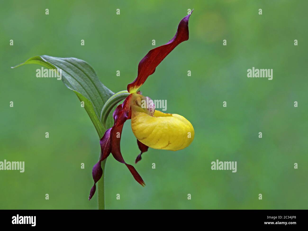 Blühender Damenschuh Cypripedium calceolus aus dem Rehletal bei Immendingen Stockfoto