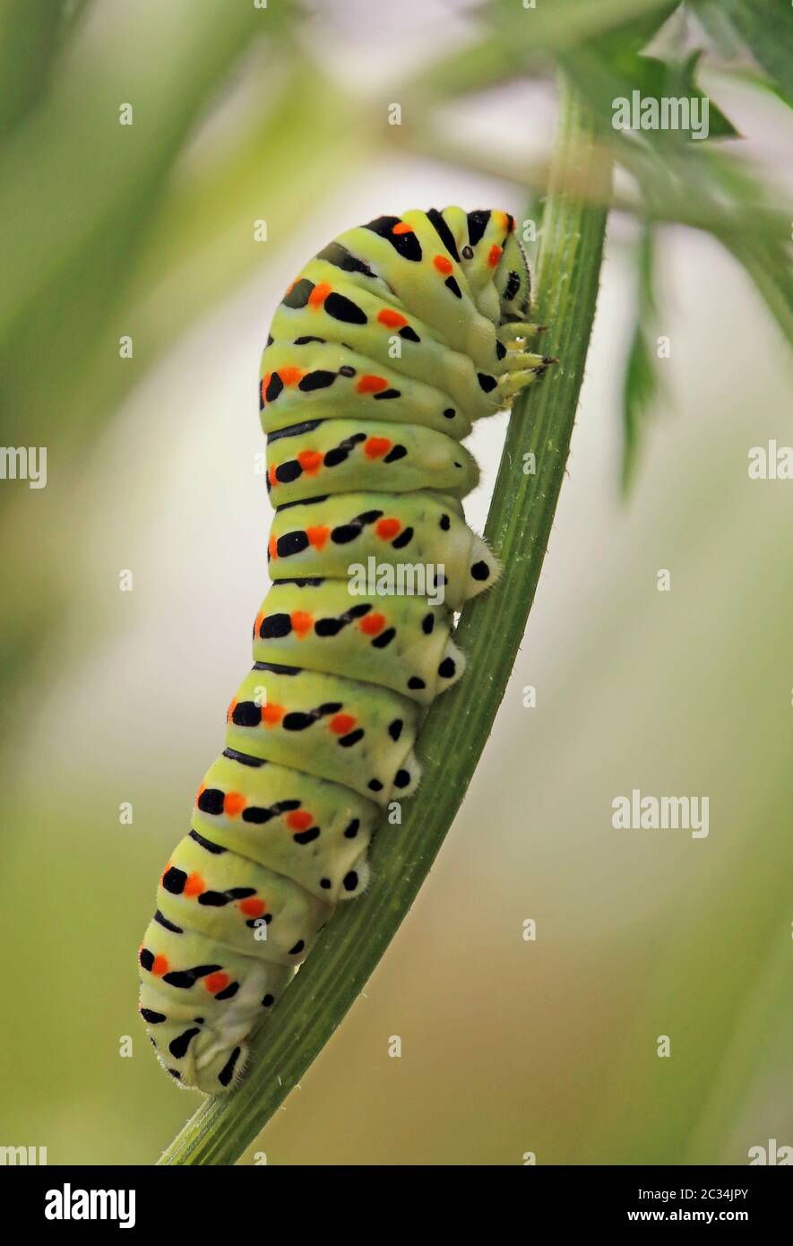 Makro-Raupe des Schwalbenschwanzes Papilio machaon auf der Wilden Karotte Daucus carota Stockfoto