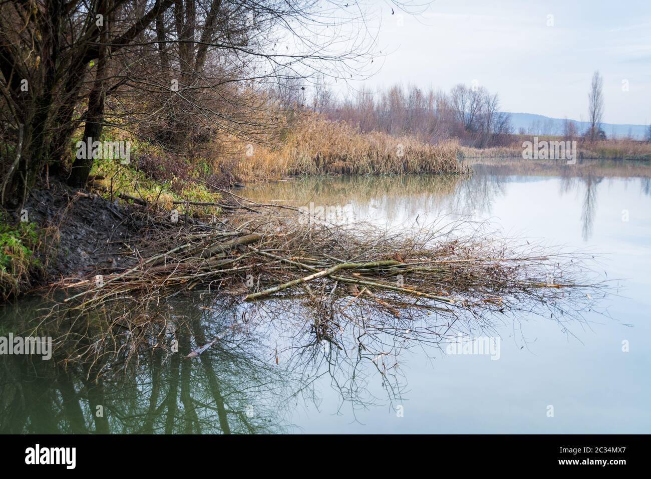 Eingang einer Biberhöhle an einem See im Burgenland Stockfoto