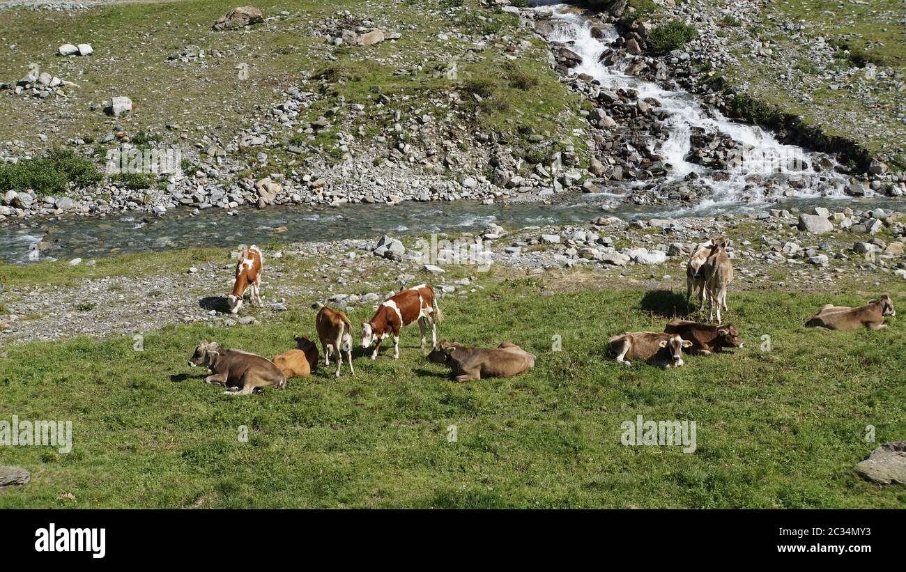 Küche grasen auf den Wiesen an einem steinigen Bach im Tiroler Paznaun auf den Wiesen grasen Kühe entlang eines steinigen Baches im Tiroler Paznaun in Austr Stockfoto