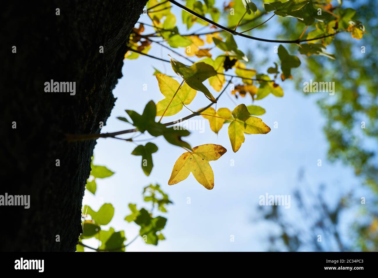 Montpellier Ahorn (Acer monspessulanum) mit herbstfärbung in einem Park in Magdeburg. Stockfoto