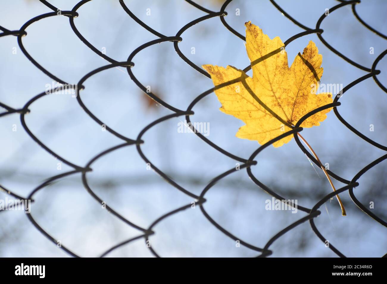 Nahaufnahme von Single Ahorn gelb Blatt hängen in Metall net, Herbst Konzept Nahaufnahme Stockfoto