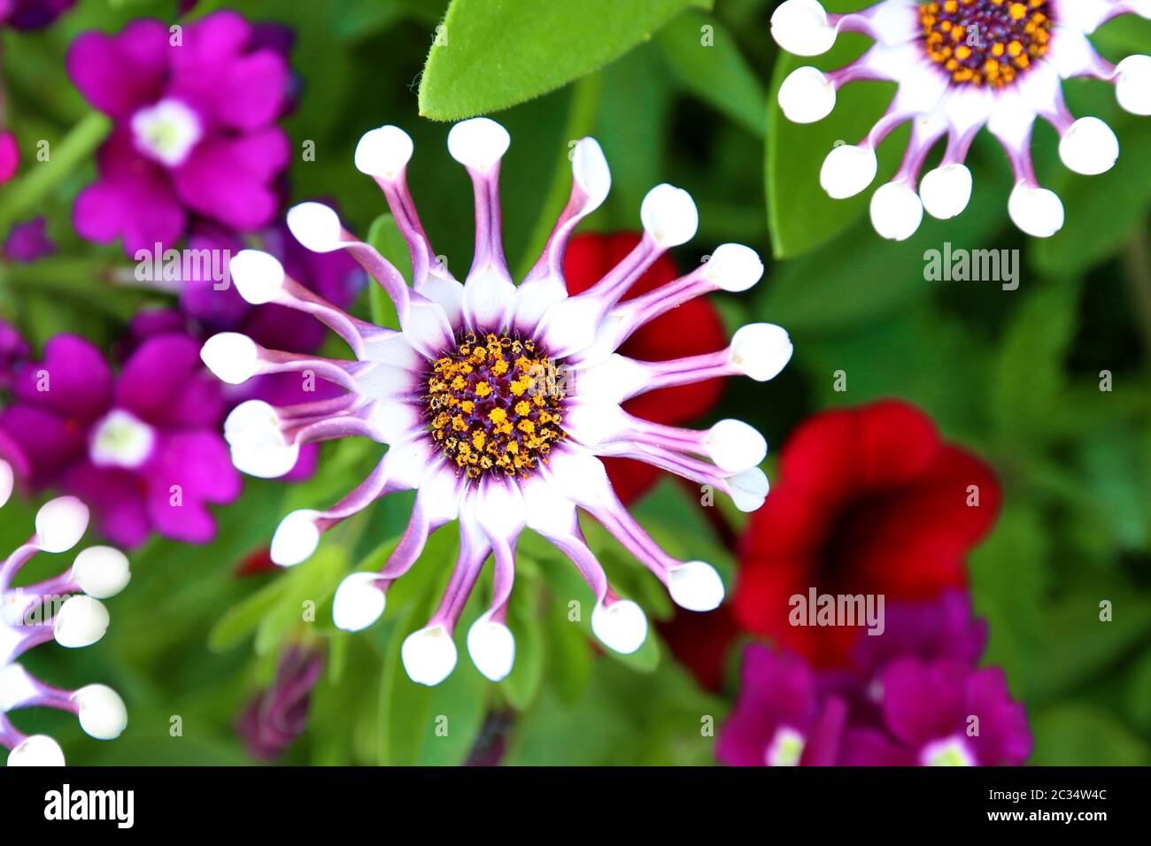 Osteospermum weißen Löffel Blume Stockfoto