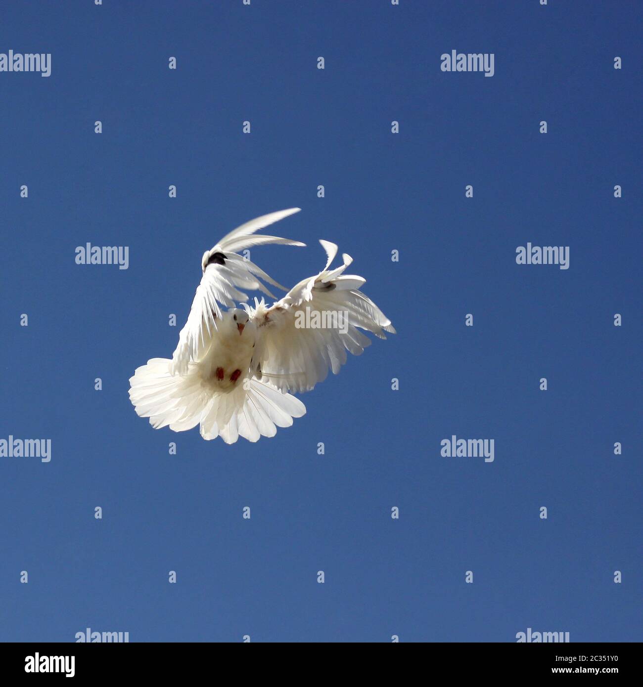 Taube in der Luft Stockfoto