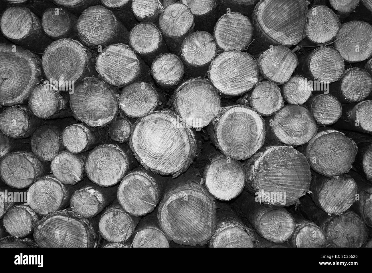 Schnittholz in monochrom Stockfoto