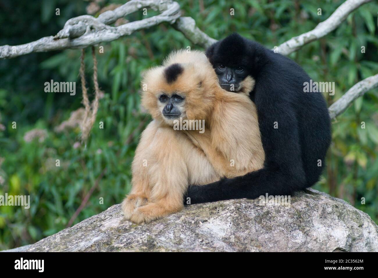 2 Affen umarmen Stockfoto