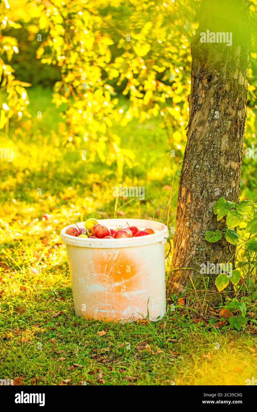 Äpfel in einem Eimer in einem Garten Stockfoto