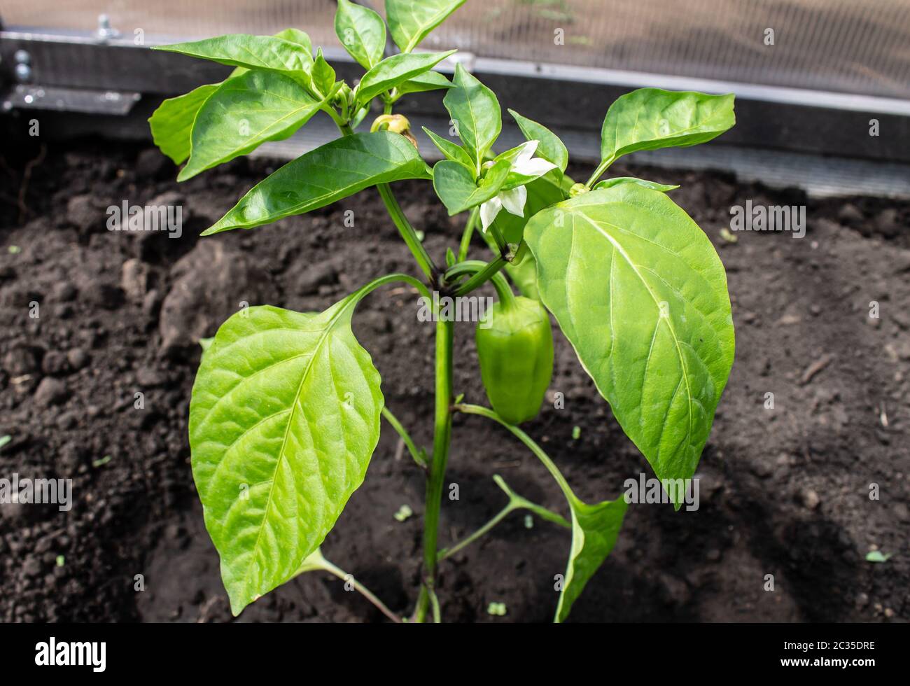 Foto von Paprika auf dem Busch im Garten Stockfoto