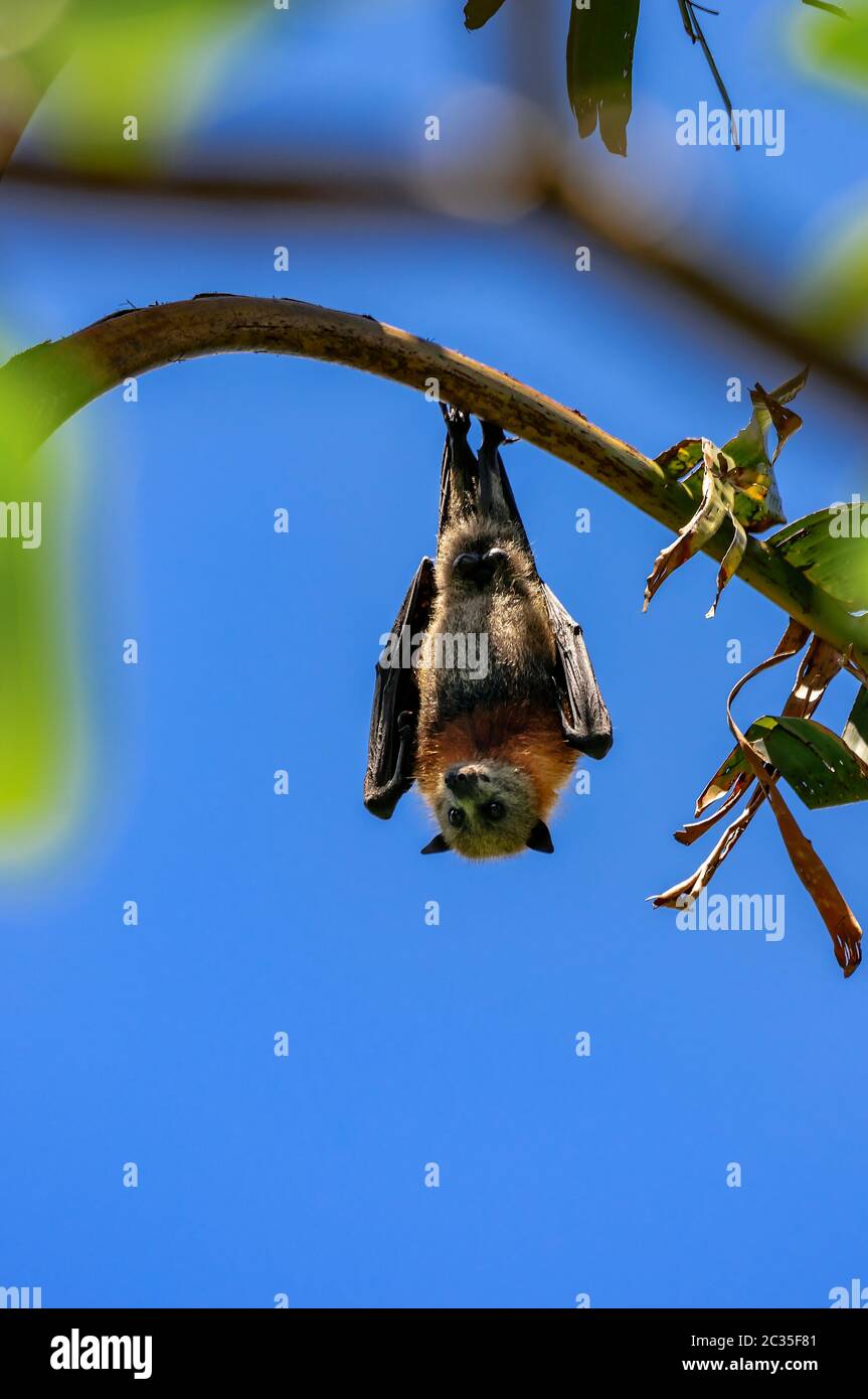 Fledermaus hängt auf einer Bank Stockfoto