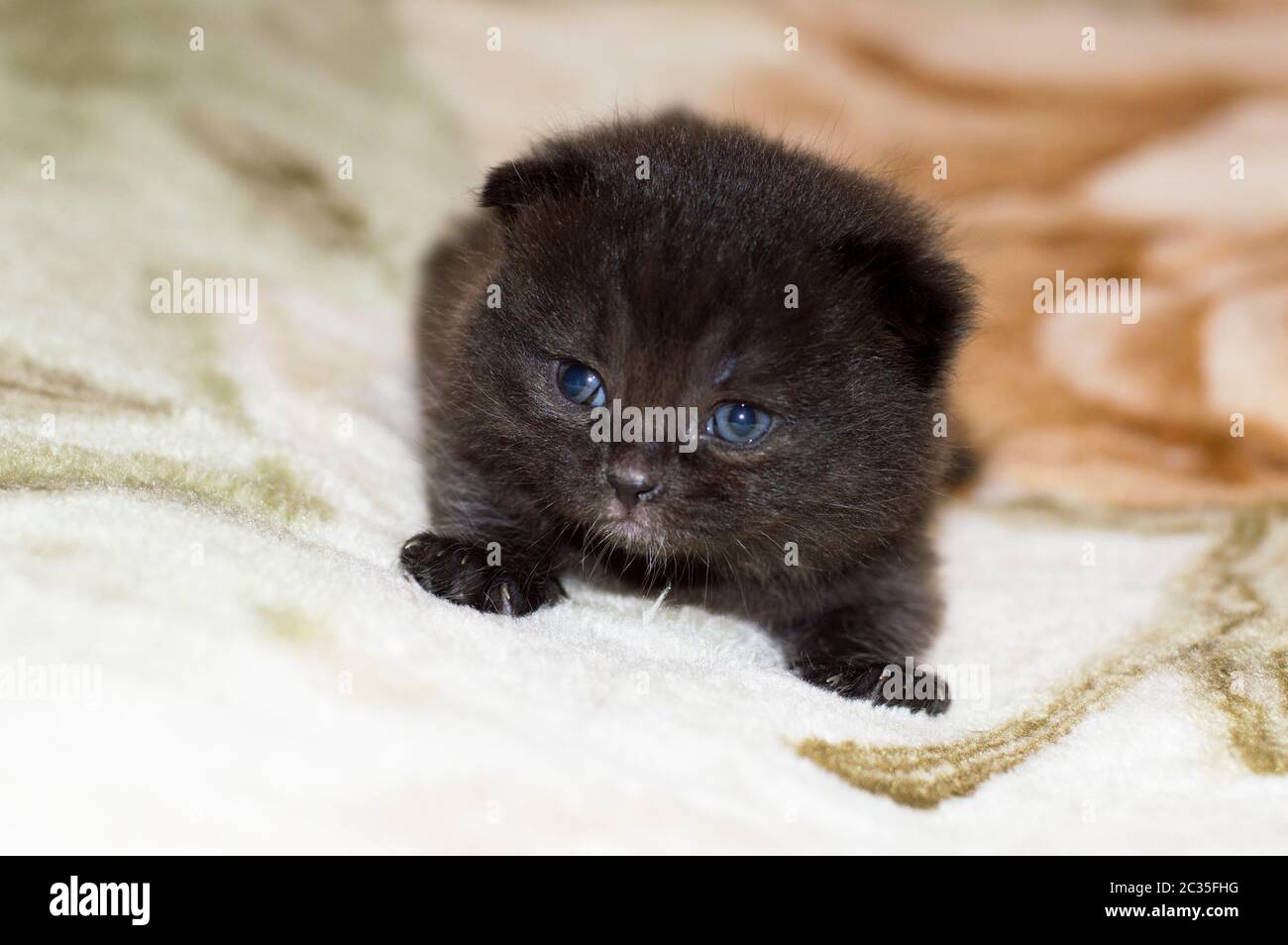 Braune 4-wöchige alte schottische Kätzchen, Hauskatzen Stockfoto