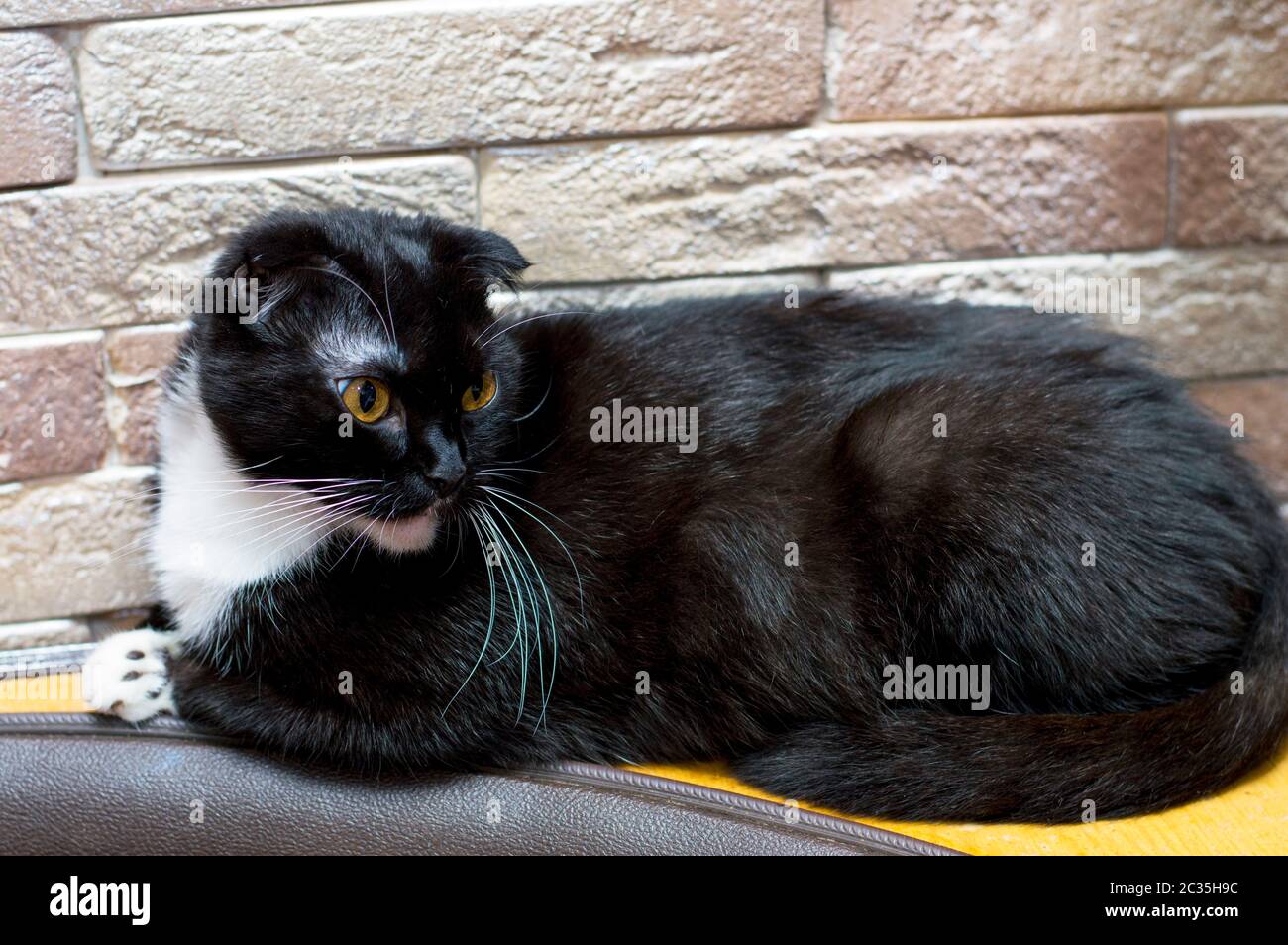 Schwarze schottische Katze an der Ziegelwand, Hauskatzen zum Thema Stockfoto