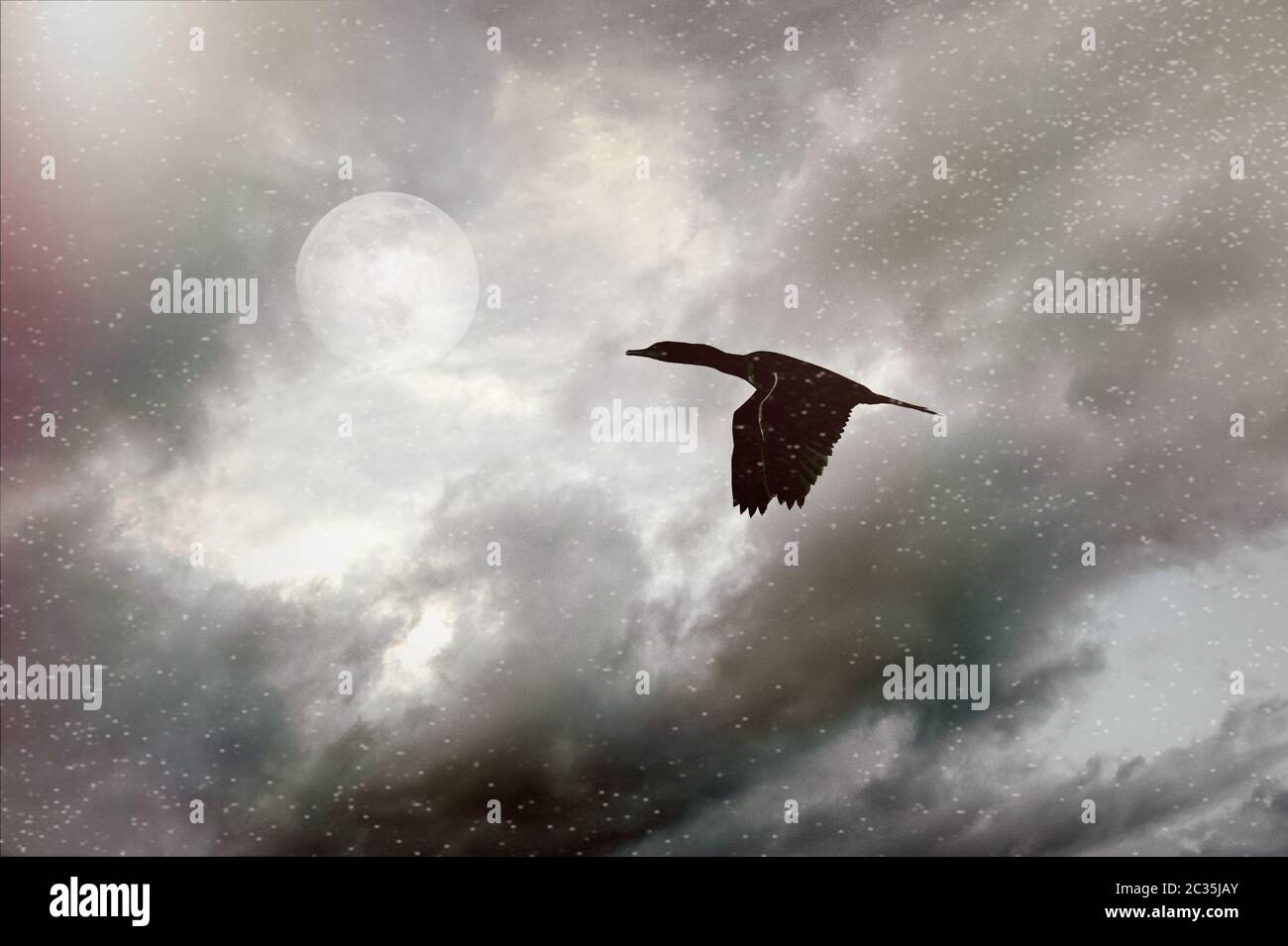 Ein Silhouette Vogel fliegt durch einen aufgehenden Mond in einem dramatischen Moody Sky Stockfoto