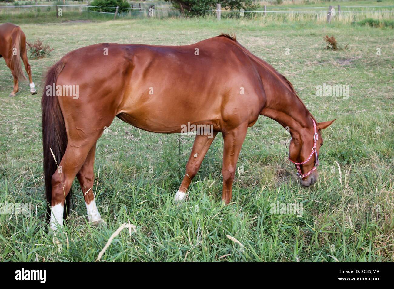 Ein Pferd auf einer Weide Stockfoto