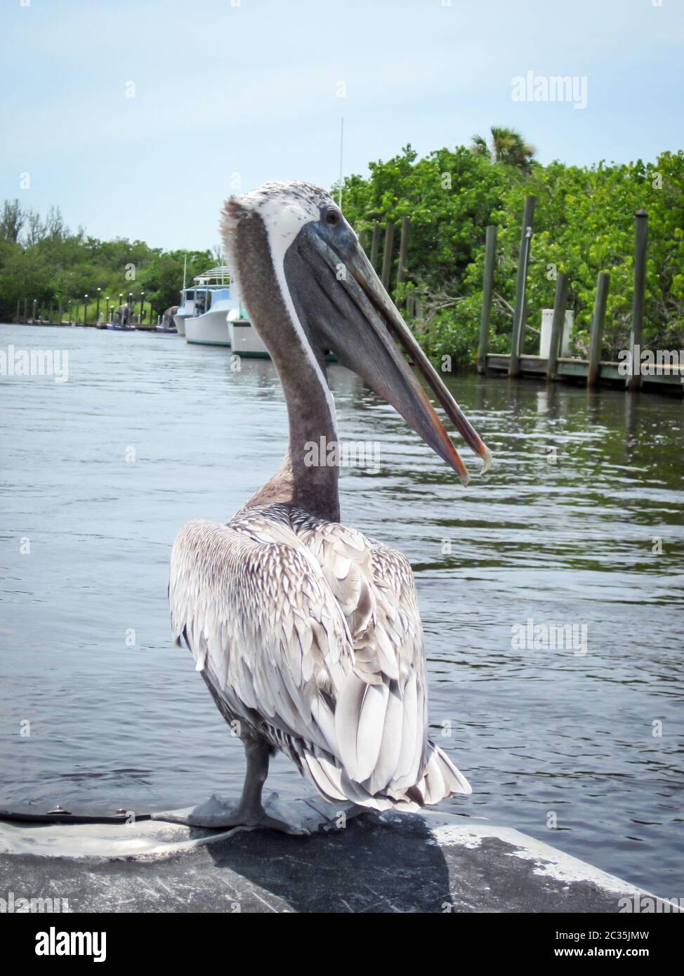 Ein brauner Pelikan in den Everglades, Florida Stockfoto