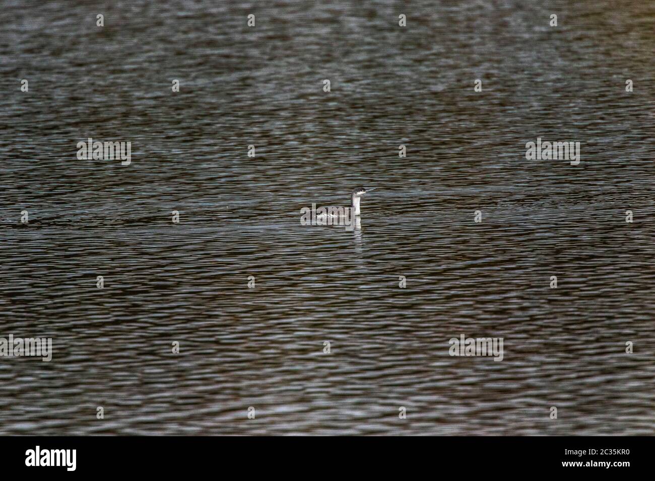 Ein rot-throated Loon auf dem Bostalsee in Deutschland Stockfoto