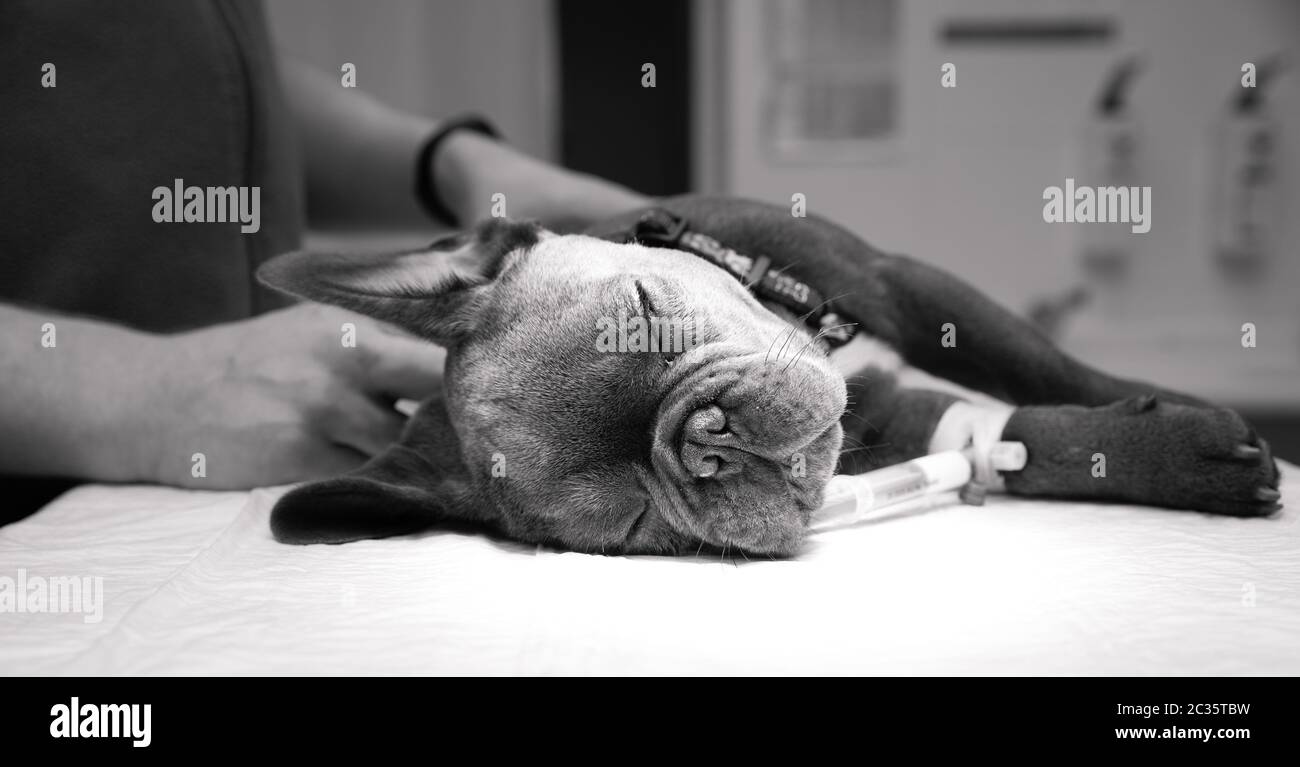 Anästhesie des Hundes vor der Operation in einem Tierkrankenhaus. Stockfoto