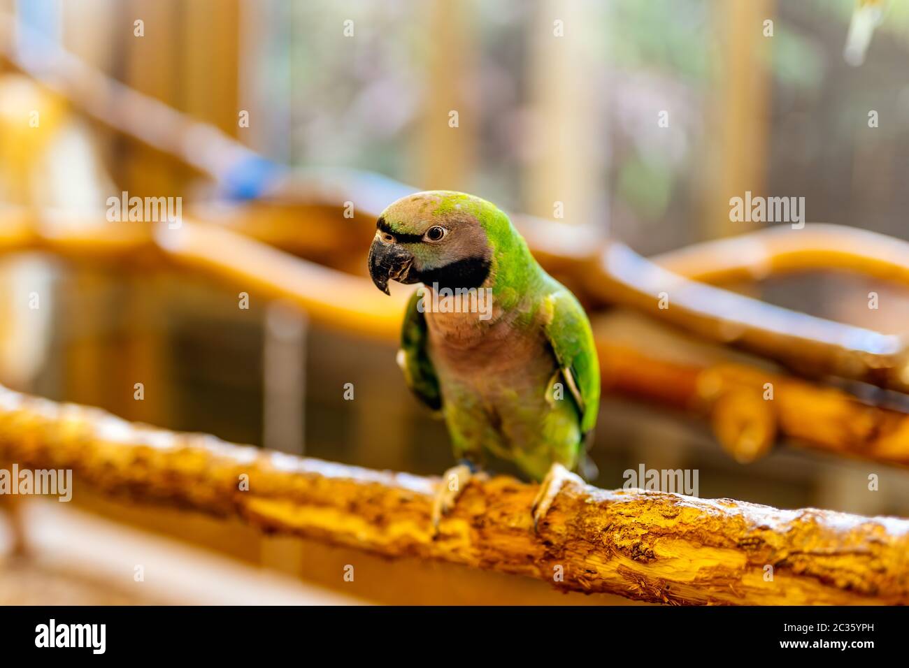 Ein grünes Naday Parkeet auf einem Perch sitzend. Aratinga Nenday aus der Familie Psittacidas, vibrierend grün gefärbter Papagei, der in Südamerika beheimatet ist Stockfoto