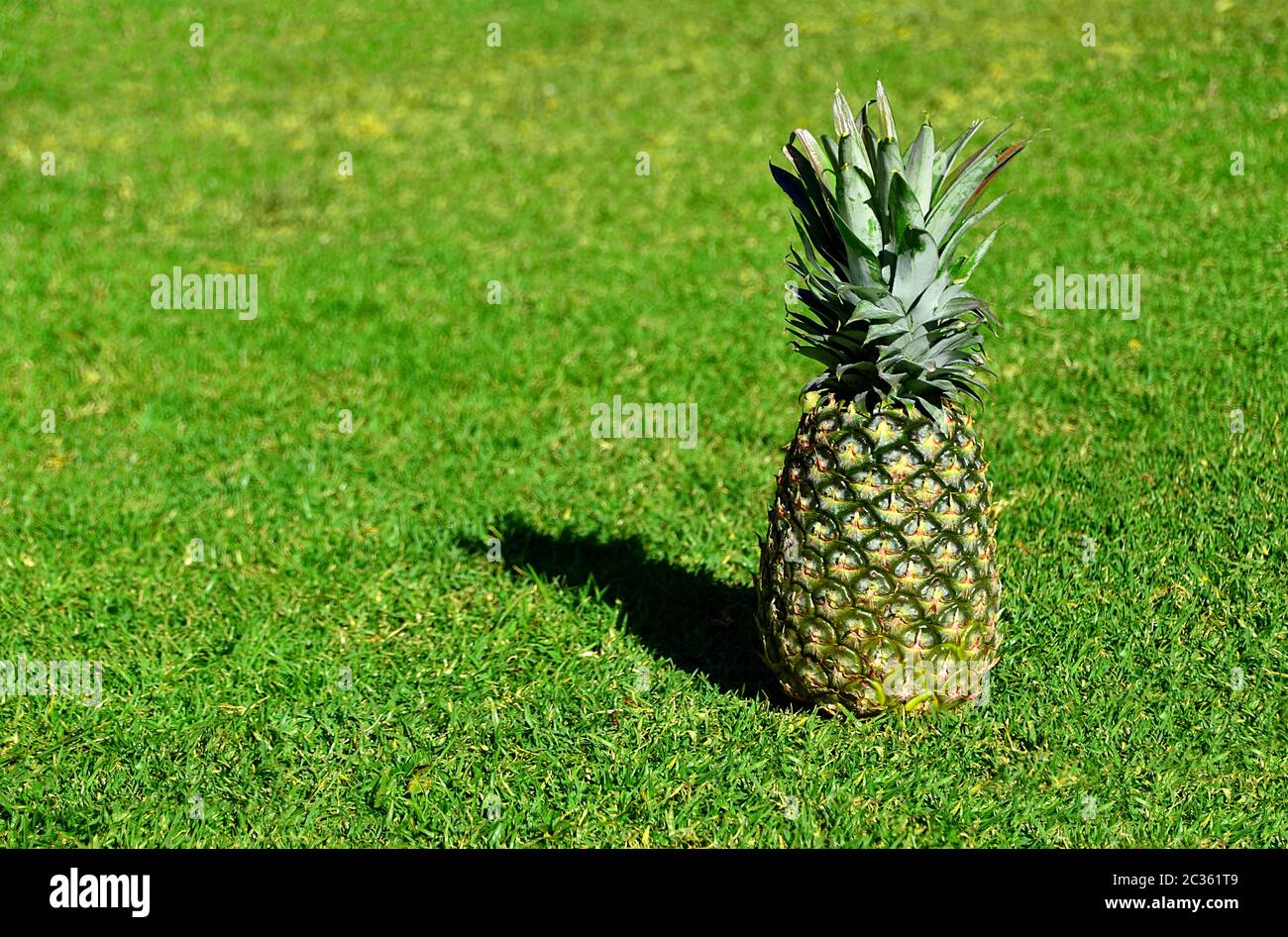 Eine Ananas mit Grashintergrund Stockfoto