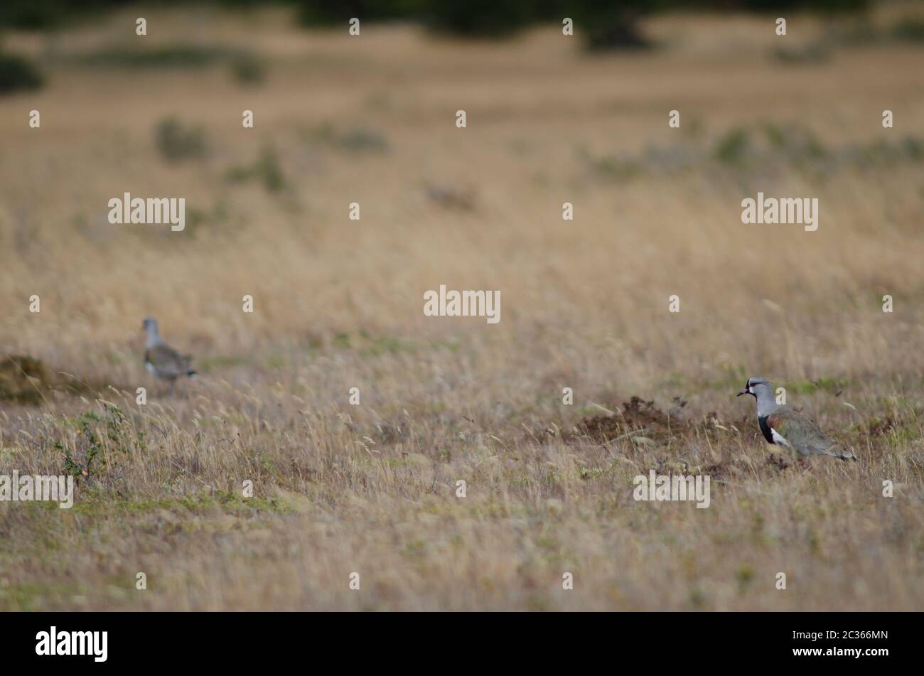 Südliche Kiebitz Vanellus chilensis fretensis. Nationalpark Torres del Paine. Ultima Esperanza Provinz. Magallanes und chilenische Antarktis. Chi Stockfoto