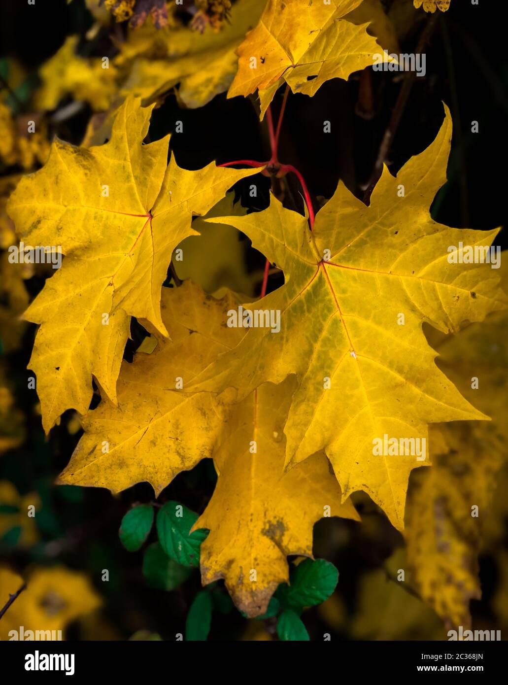 Gelbe Ahornblätter Im Herbst. Stockfoto
