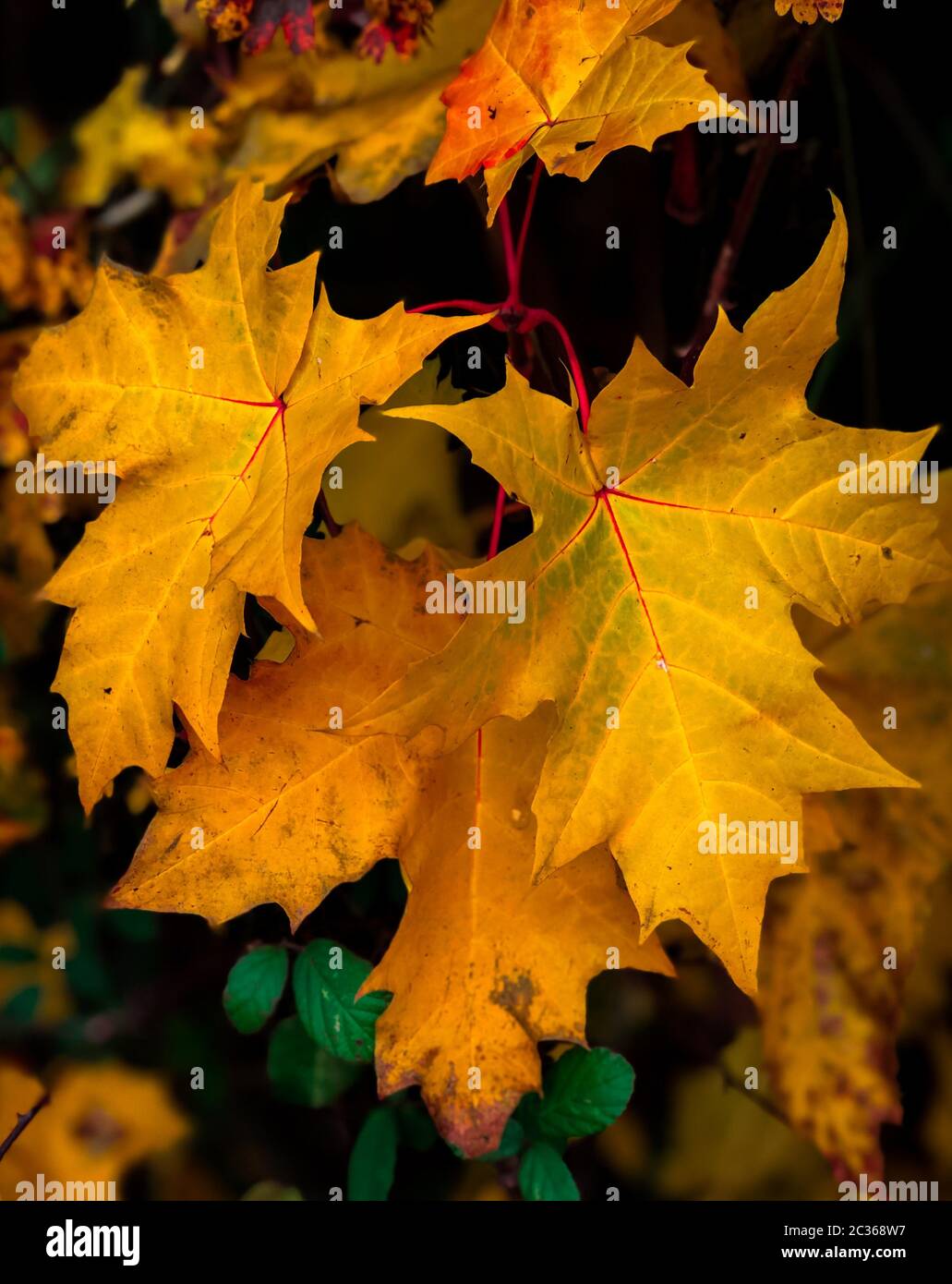 Gelbe Ahornblätter Im Herbst. Stockfoto
