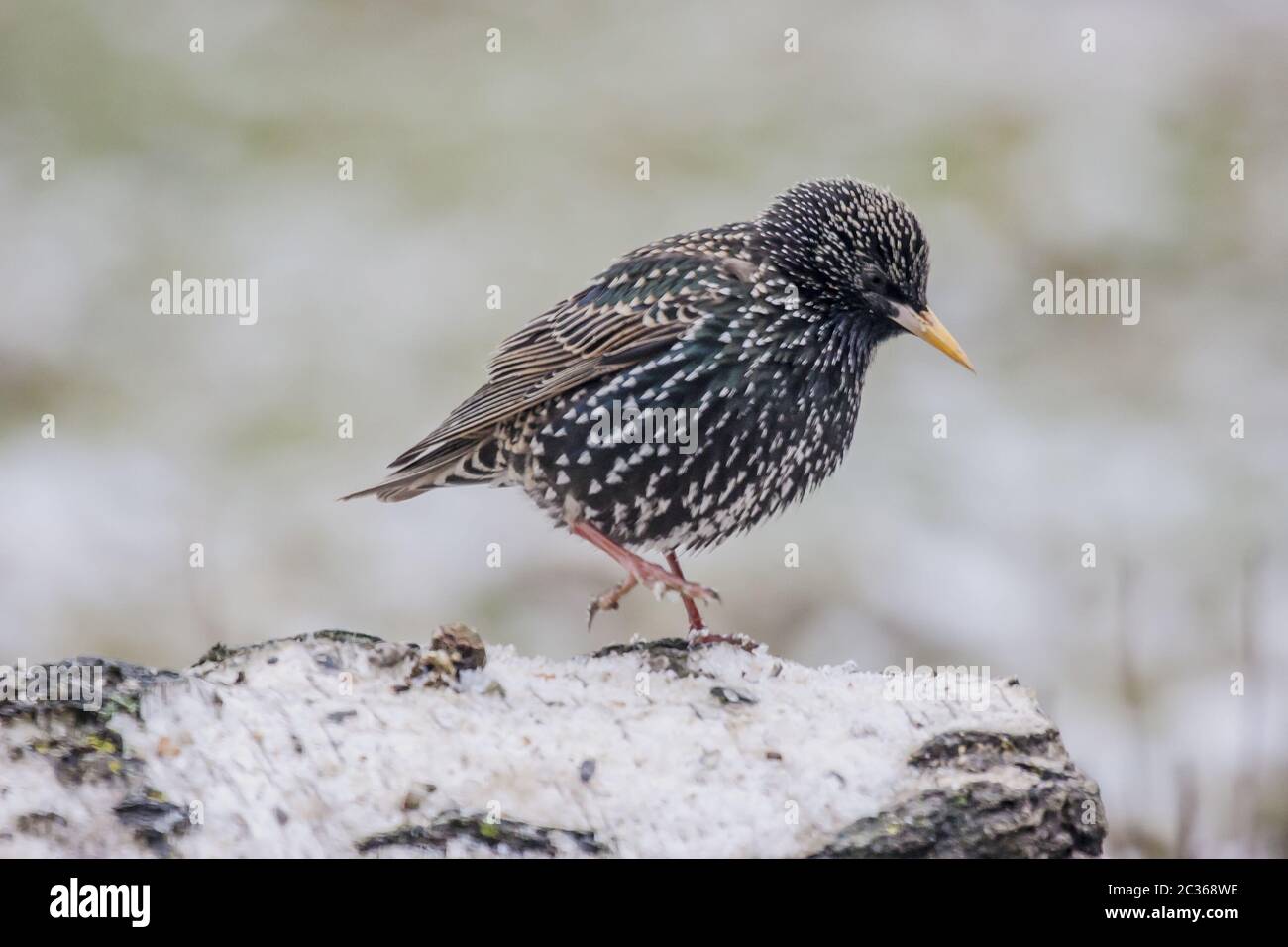 Starling 'Sturnus vulgaris' Stockfoto