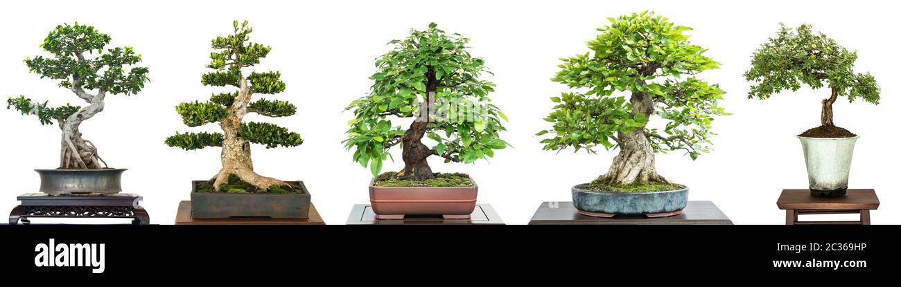 Weiss freigestellte Bonsai Laubbäume auf einer Ausstellung im Panorama Stockfoto