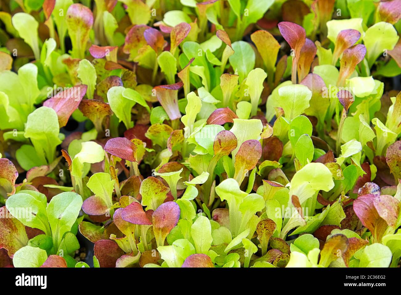 Hintergrundbild von Baby Salat gemischten Grüns. Stockfoto