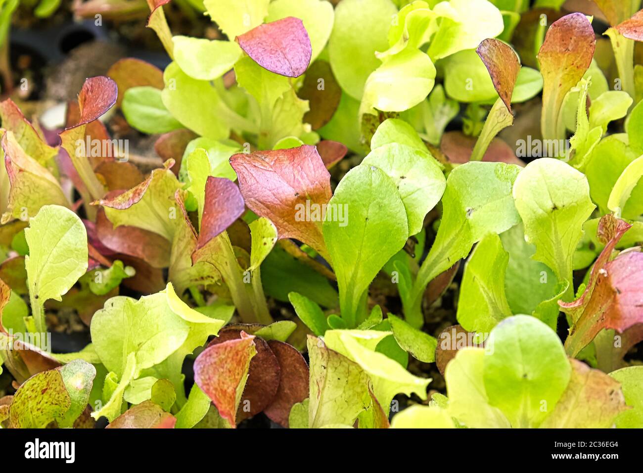 Hintergrundbild von Baby Salat gemischten Grüns. Stockfoto