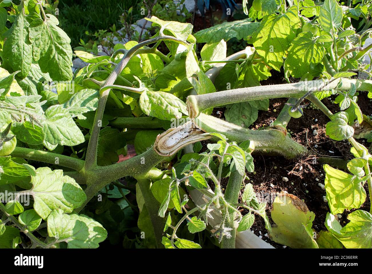 Ansicht eines Tomatenpflanzenzweiges, der gebrochen wurde. Stockfoto