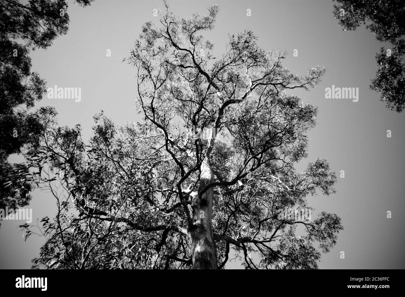 Blick auf einen australischen Eukalyptusbaum Stockfoto