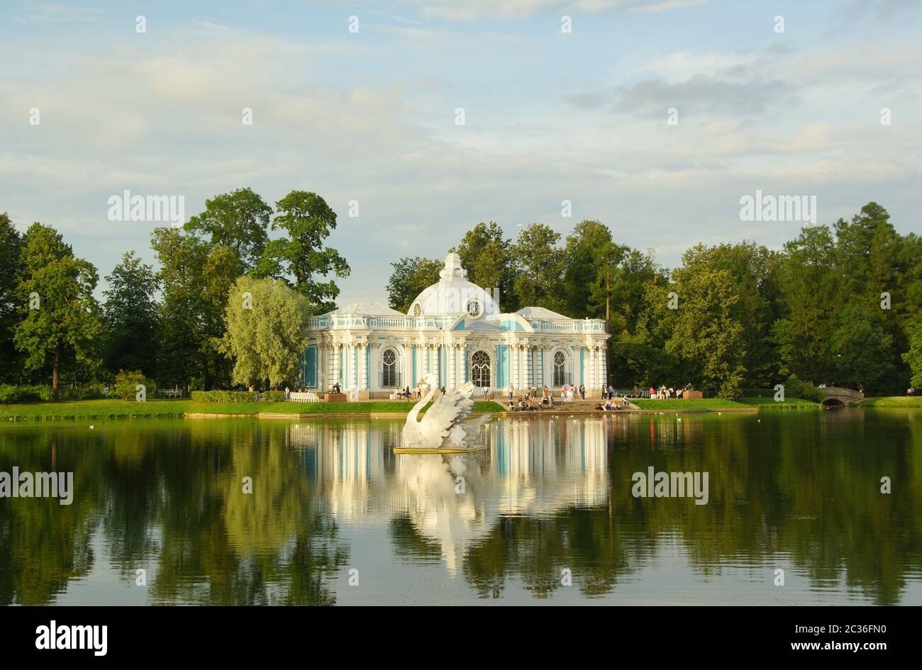 Großer Grauschwan im Großen Teich des Katharinenparks in Tsarskoe Selo Stockfoto