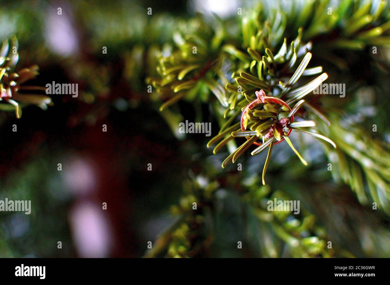 Rose Gold Verlobungsring auf Kiefer Baum Zweig in Siebenbürgen. Feiern. Stockfoto