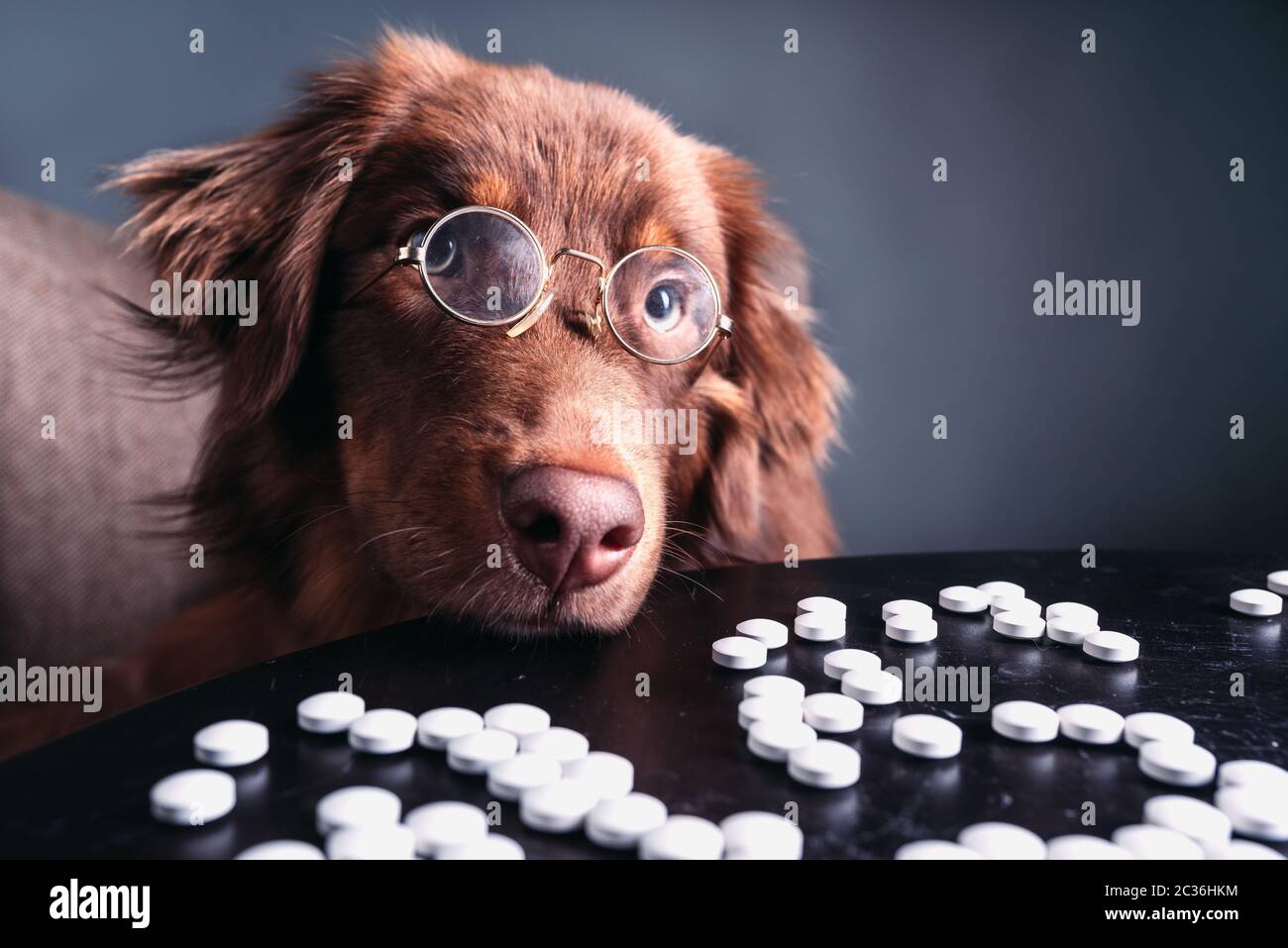 Intelligenter Hund mit Drogen Stockfoto