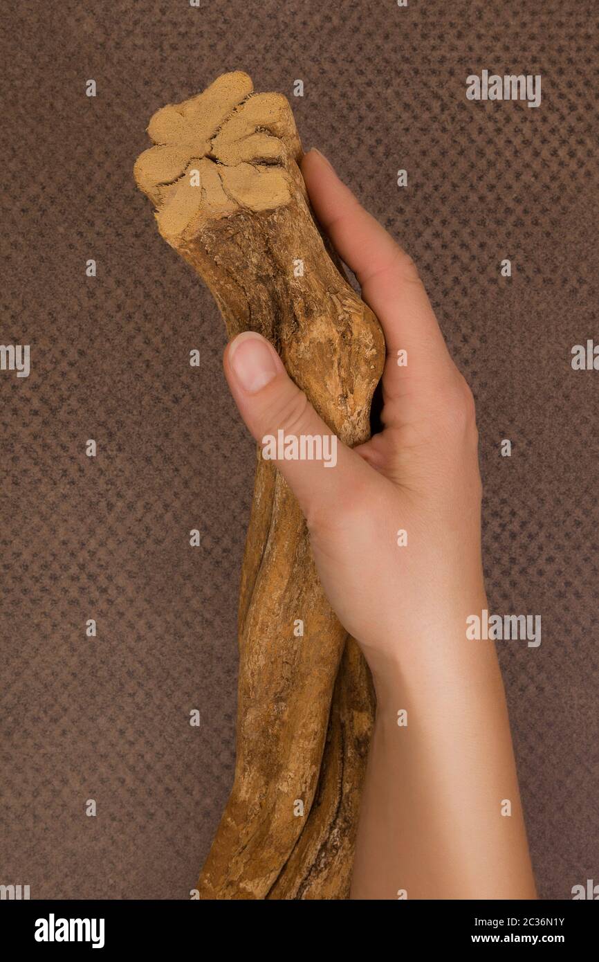 Ayahuasca banisteriopsis caapi Holz in weibliche Hände. Traditionelle psychedelic visionery Brauen. Entheogen Stockfoto