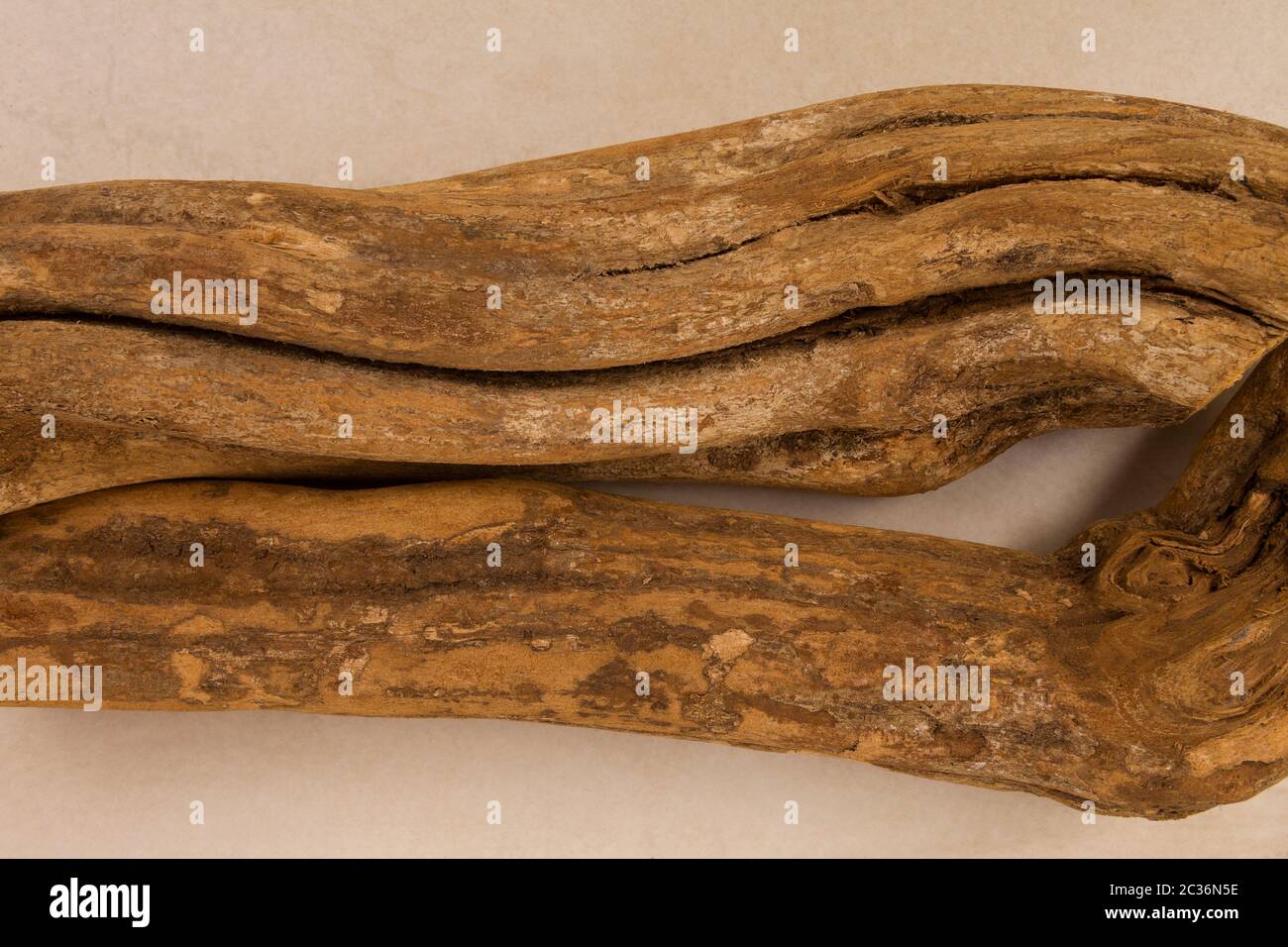 Ayahuasca. Banisteriopsis caapi, Psychedelische Pflanzen. Stockfoto