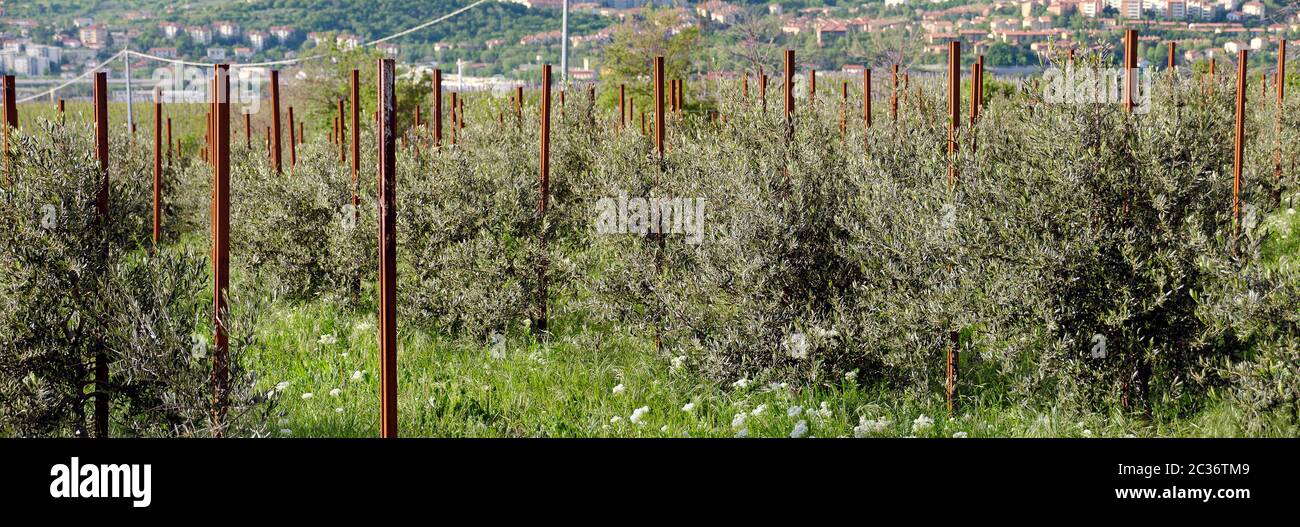 Olivenplantage mit jungen Bäumen auf dem Monte d'Oro oberhalb von Triest, Italien Stockfoto