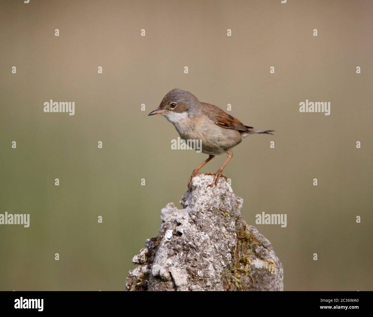 Kleiner Weißdornkehlchen, der Futter für seine Küken sammelt Stockfoto