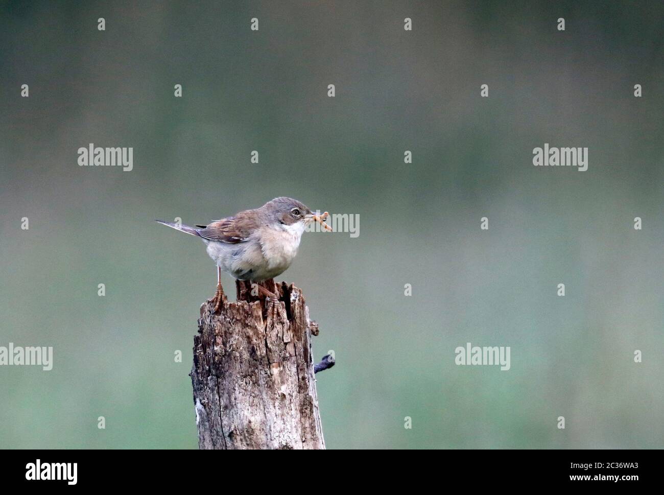 Kleiner Weißdornkehlchen, der Futter für seine Küken sammelt Stockfoto