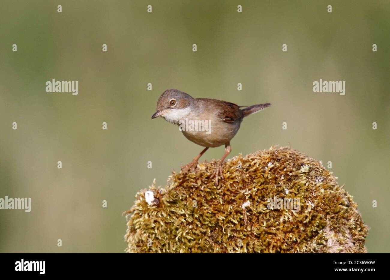 Kleiner Weißdornkehlchen, der Futter für seine Küken sammelt Stockfoto