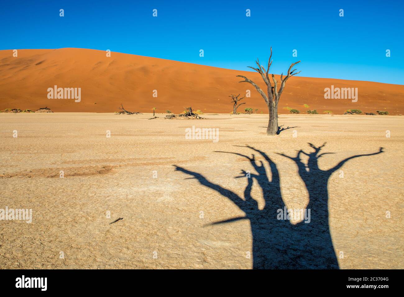 Tot Camelthorn Bäume und roten Dünen in Deadvlei, Sossusvlei, Namib-Naukluft-Nationalpark, Namibia Stockfoto