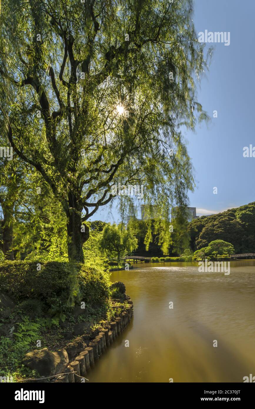 Japanischer ahorn grün weinend Fotos und Bildmaterial in hoher