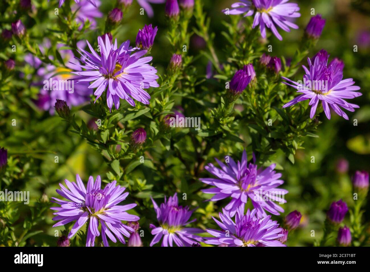 Gänseblümchen in einem deutschen Garten in Gießen, Hessen Stockfoto