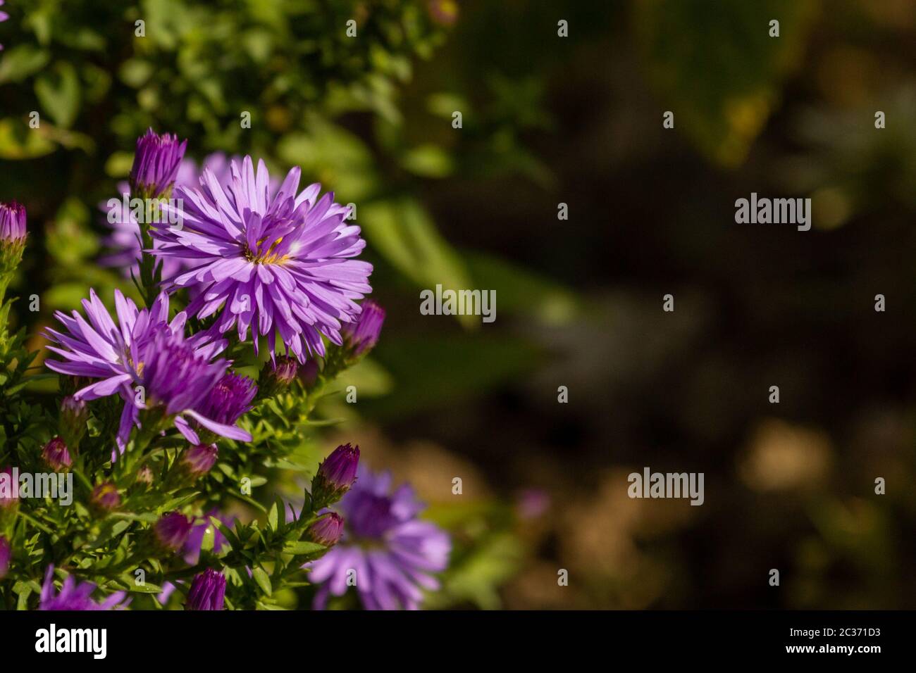 Gänseblümchen in einem deutschen Garten in Gießen, Hessen Stockfoto