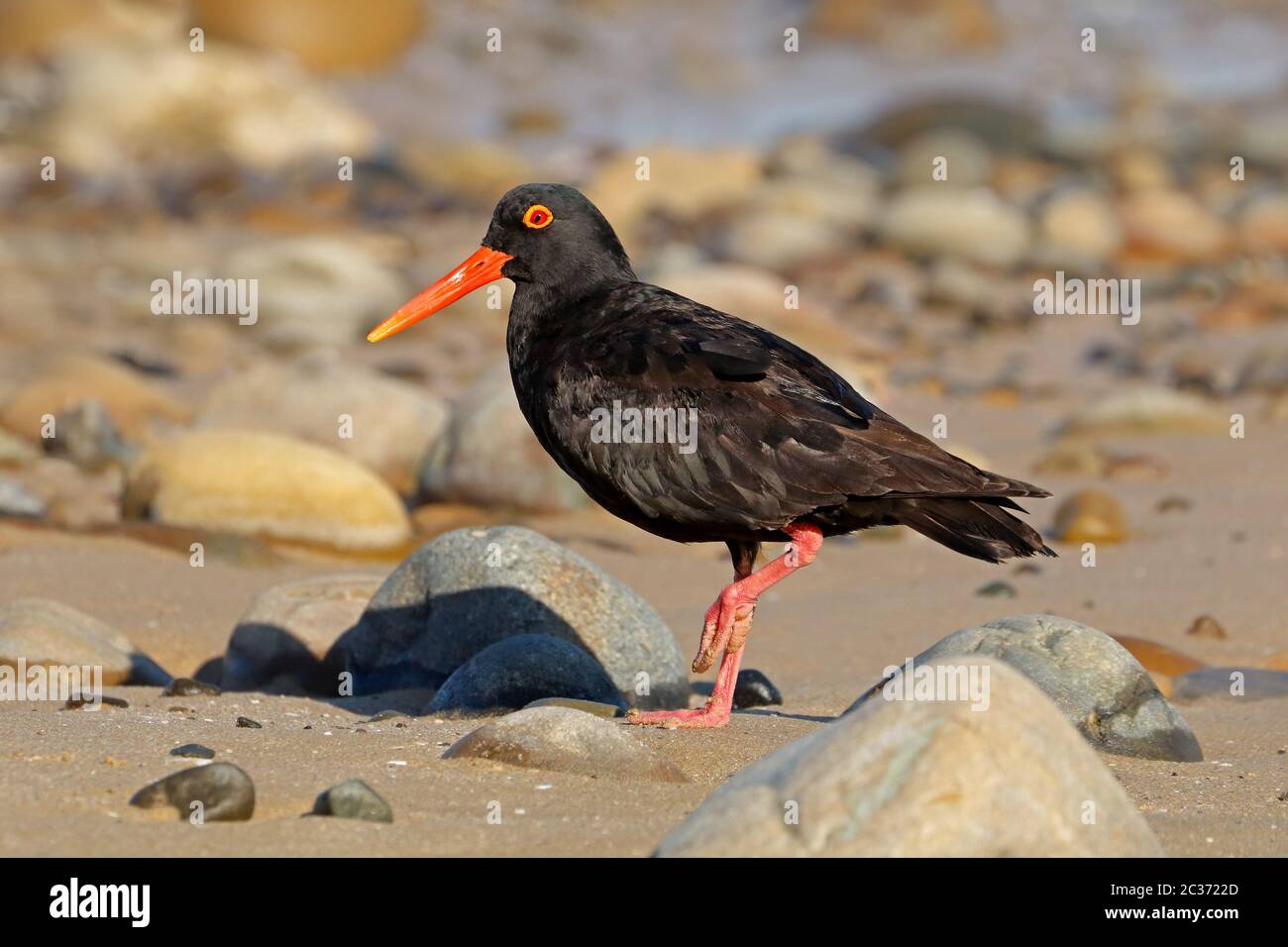 Eine seltene afrikanischen schwarzen Austernfischer (Haematopus moquini) auf einer Küste Strand, Südafrika Stockfoto