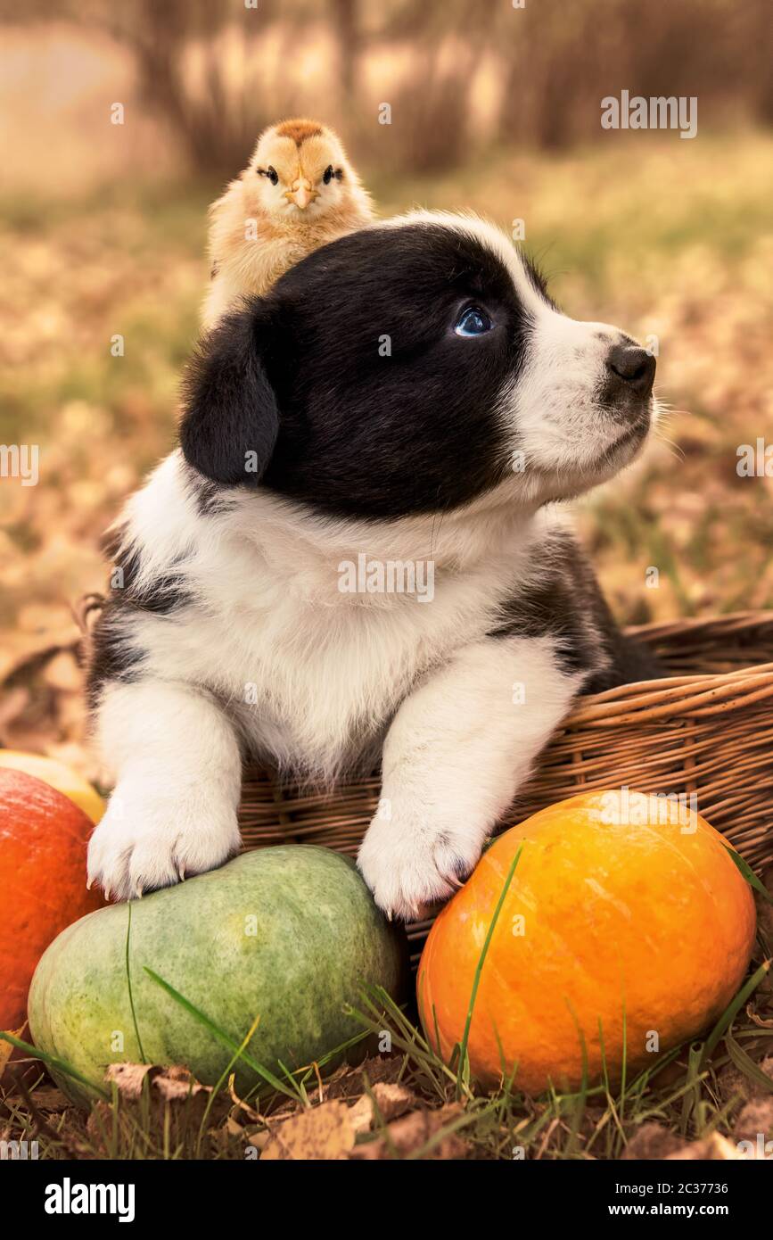 Lustige welsh Corgi pembroke Welpen Hund und Huhn posiert in den Korb mit Kürbissen auf einem Herbst halloween Hintergrund Stockfoto