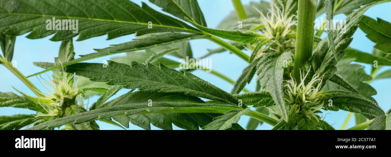 Cannabispflanze, fast bereit für die Ernte, mit weißen Stigmas und Trichomen zu erscheinen, Home-Anbau Marihuana, Panor Stockfoto